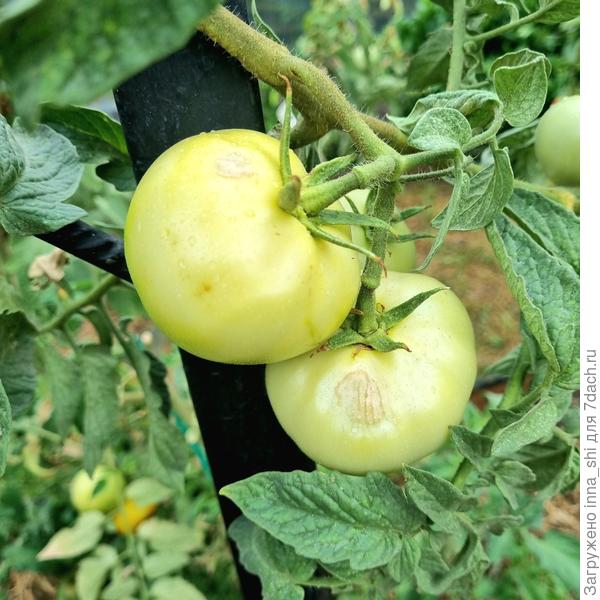 Плоды сгорели на солнце. Открытый грунт 3 августа 2023 года