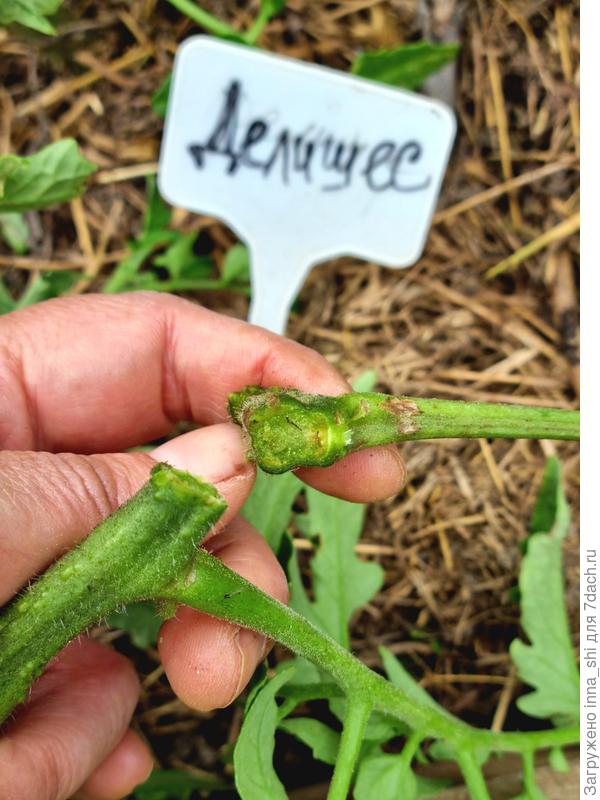 Томат Делишес