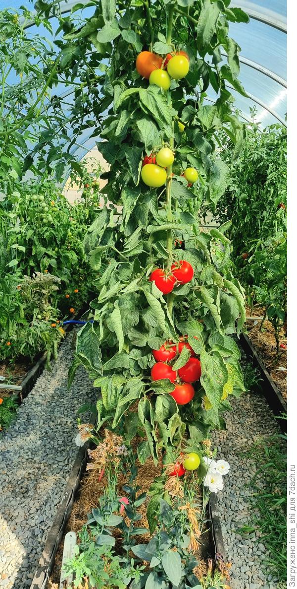 Благодар F1. Красивое растение и все тут!