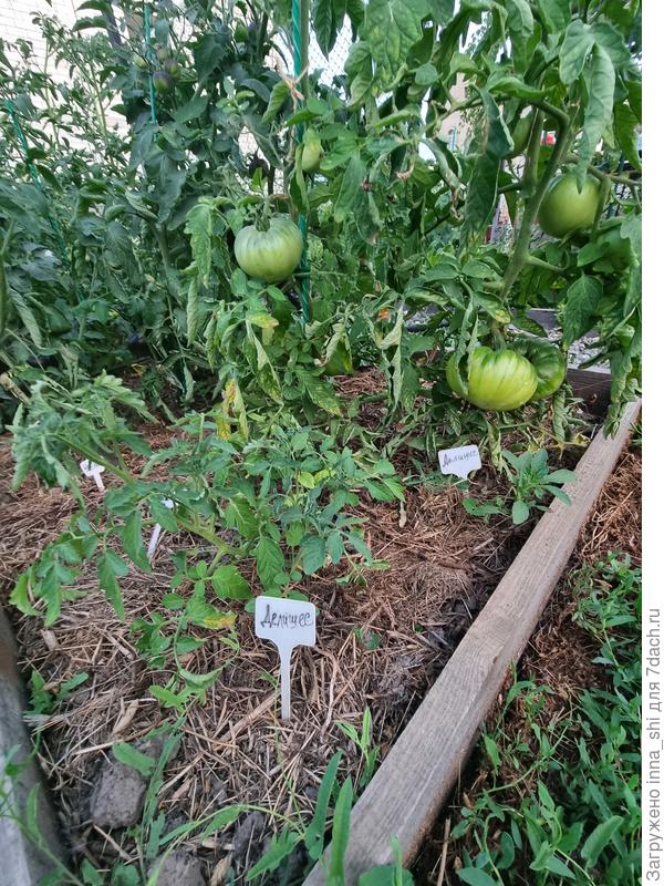 Растение в открытом грунте