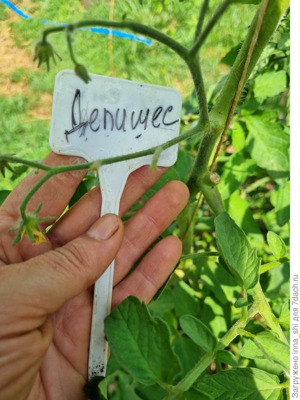 Пустоцветы. Томат Делишес