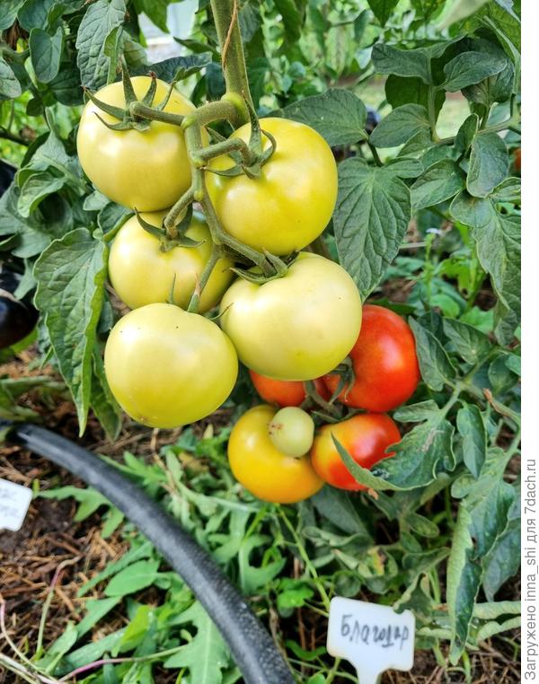 Кистевое созревание томата Благодар F1