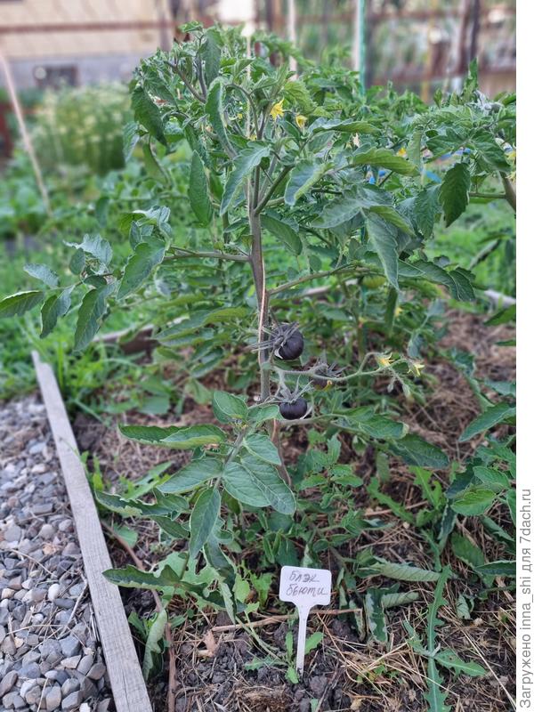 Куст томата Блэк Бьюти.