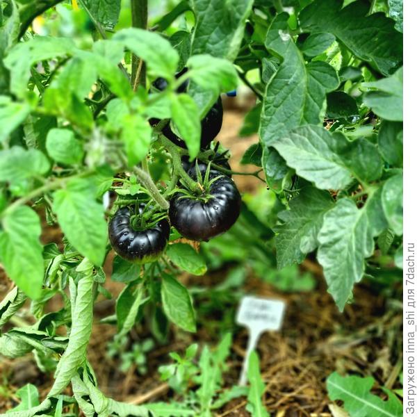 5 июня 2023. Блэк Бьюти в открытом грунте. Завязь томата похожа на маленький баклажан!