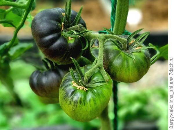 Блэк Бьюти был хорош весь сезон