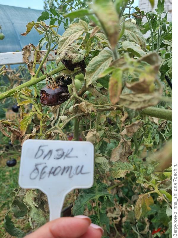 В открытом грунте растения сильно поражены. Кусты паутинным клещом, плоды - жуками вонючками