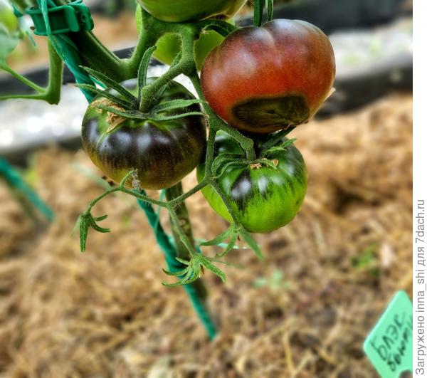 Вершинка на Блэк Бьюти