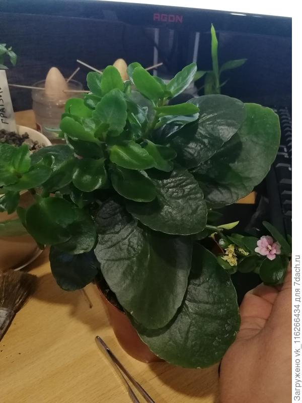 Добрый день, подскажите что за цветок? Всех с новым годом