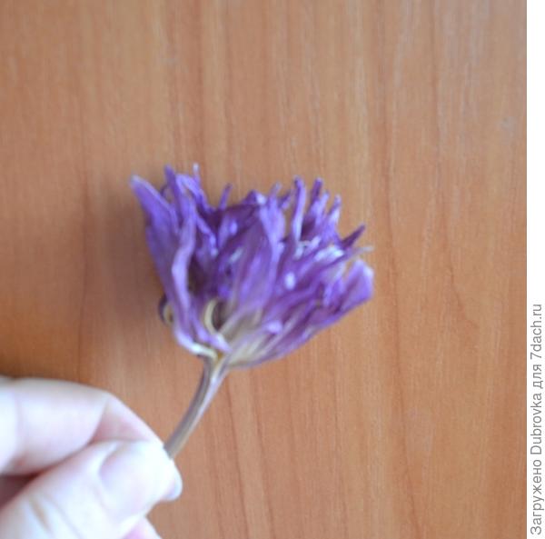 Махровый безвременник