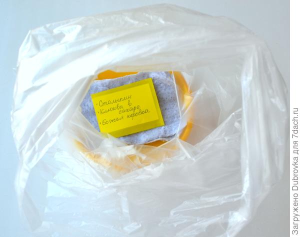 Замачивание семян тобата Клюква в сахаре