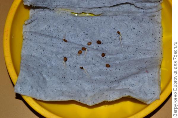 Семяна томата Клюква в сахаре через 48 часов замачивания