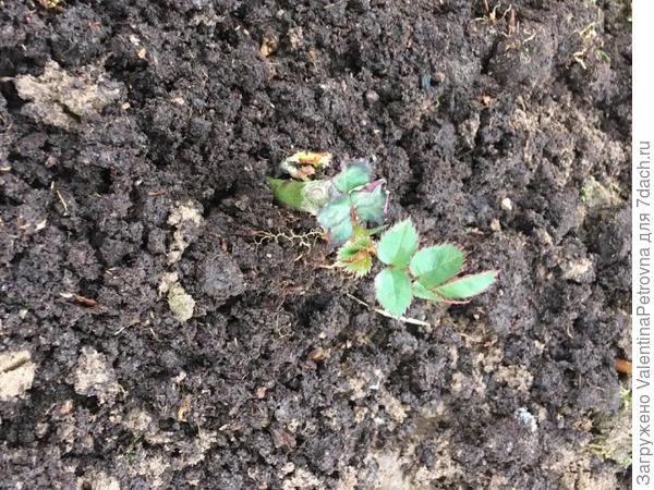 Под укрывным обнаружила