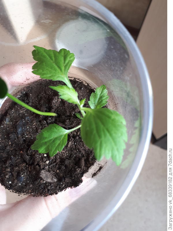 Подскажите пожалуйста,  сам начал расти, рядом в мандарином, что это?