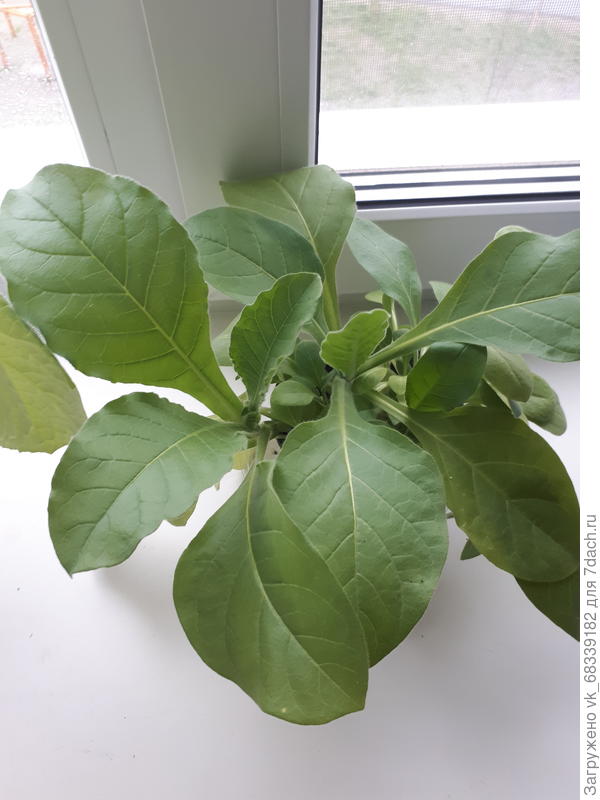 Подскажите пожалуйста, что за растение?