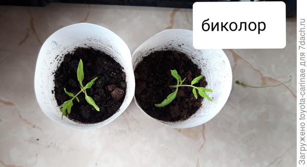 Топ