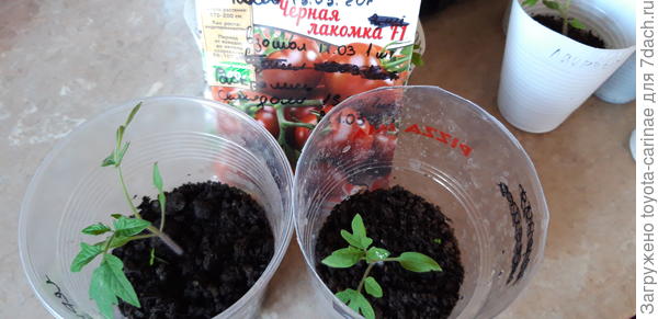 Черная лакомка