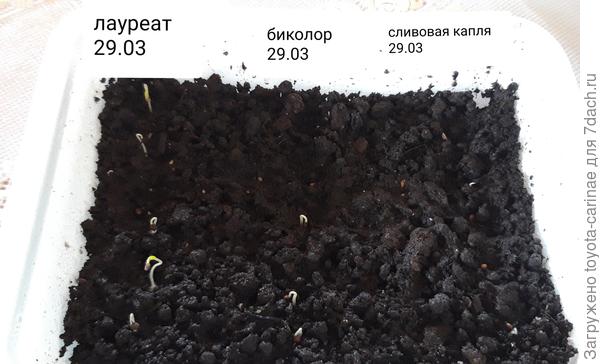 Проклюнулись