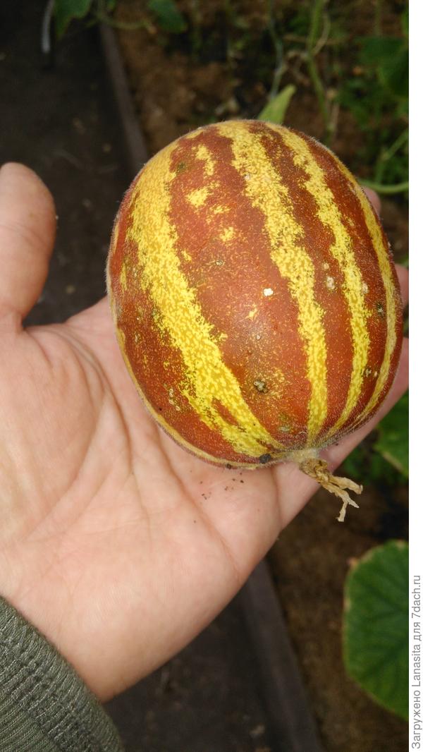 Созрел на ветке