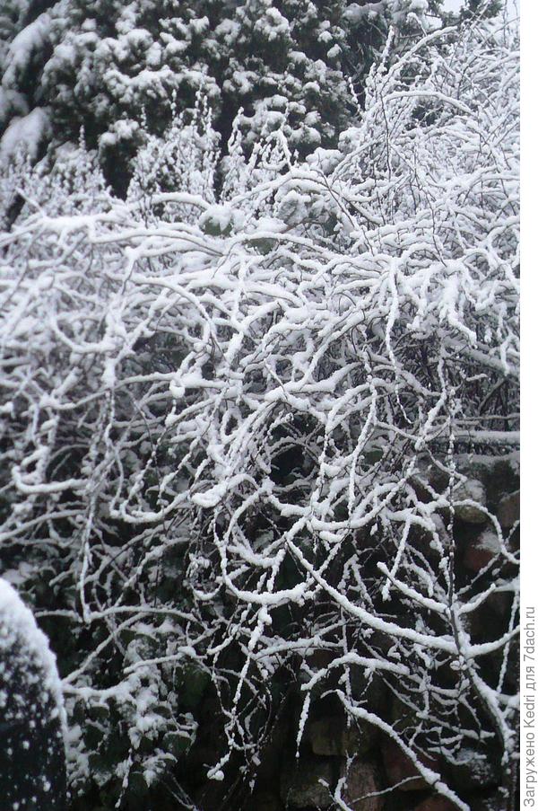 лимонник под снегом 18.01.2019 г.