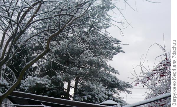 калина и сосны в снегу 18.01.2019 г.
