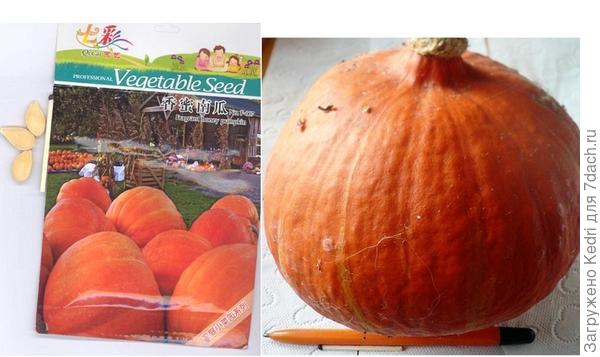 Пакет, семена и тыква из китайских семян 2018 г.