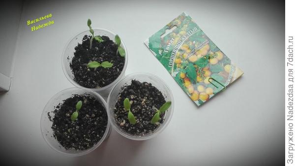 взошли посевы