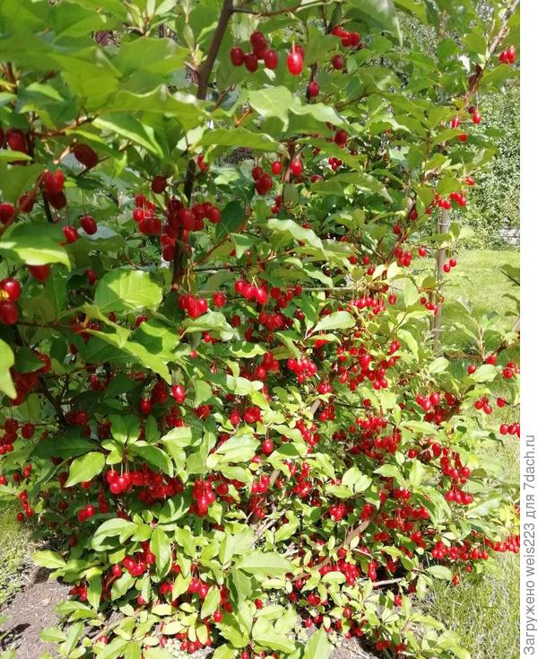 Фото 2018 года.