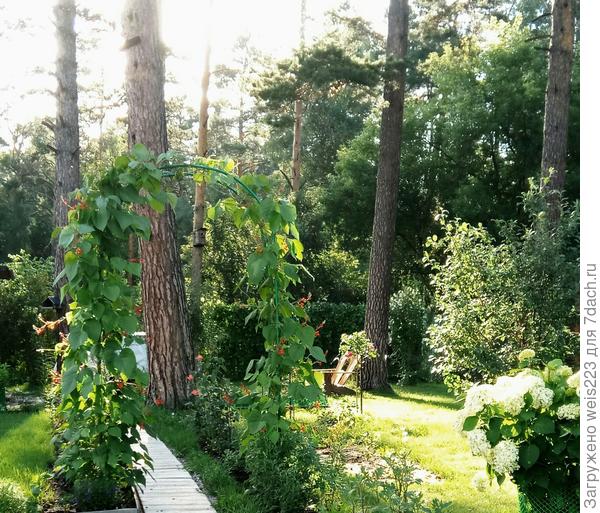 Если не убирать сосновый опад, тогда наверное и расти ничего не будет...