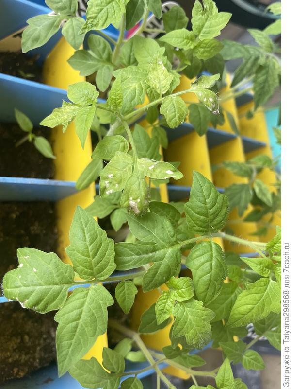 Вот такие пятна