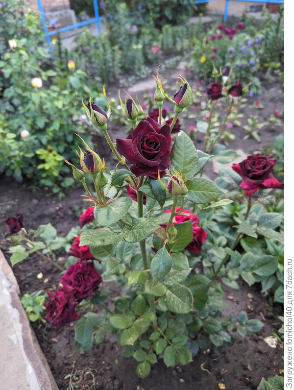 какие поздравления без цветов