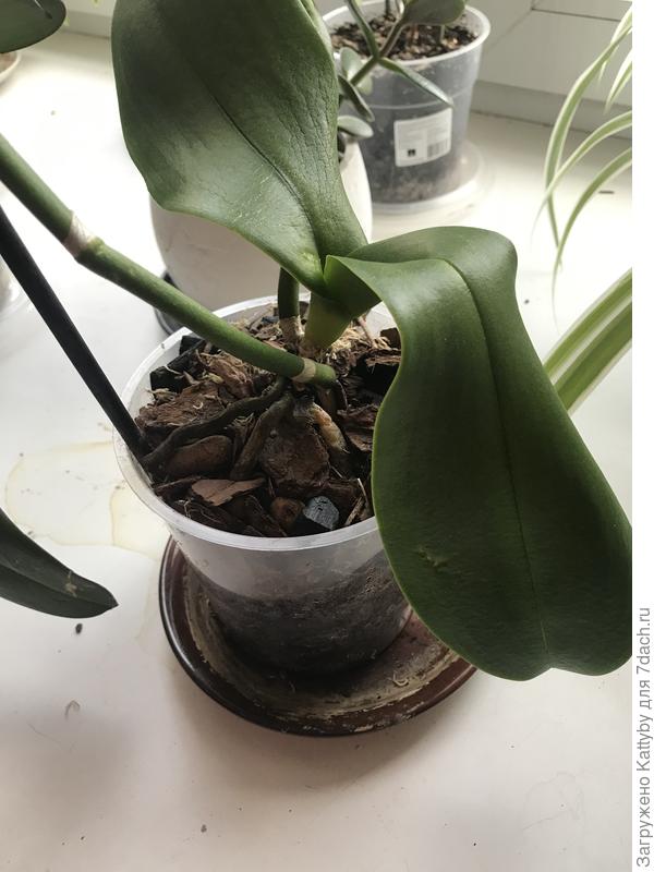 Та ,что с белыми корнями