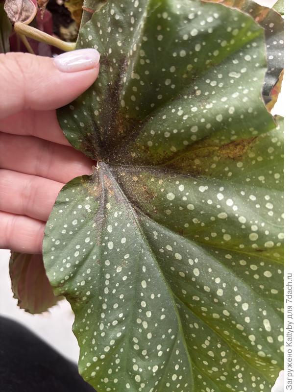 Лист бегонии