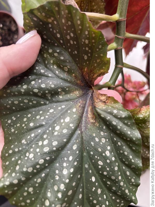 Лист бегонии