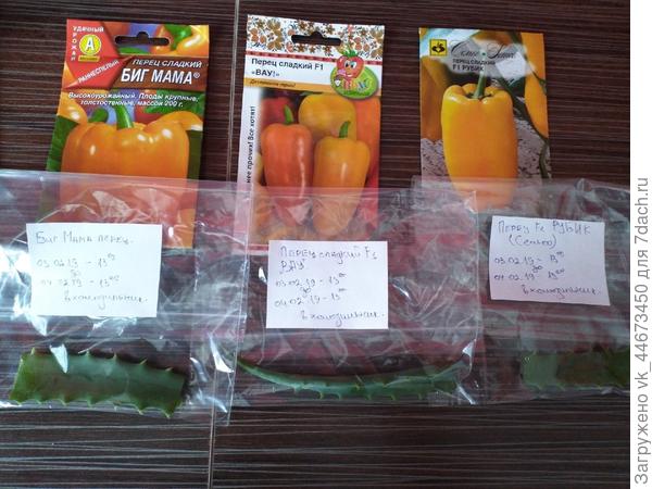 сажать буду в о влажную землю.