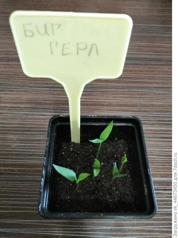Перчтк