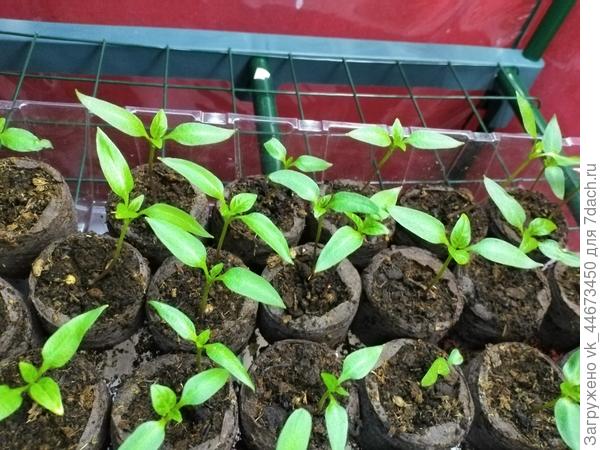 Свои входили почти 3 недели