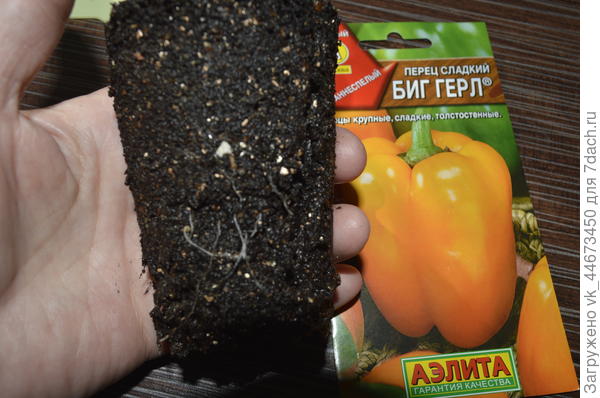 корневая система