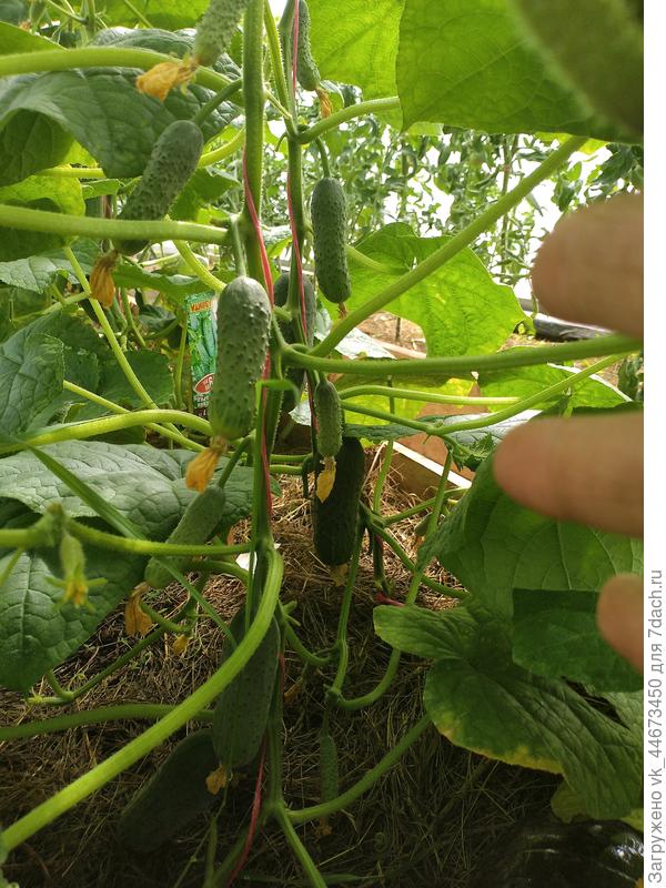 Мы не с усами, но за то мы с огурцами)))