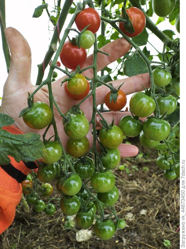 Черри вишня