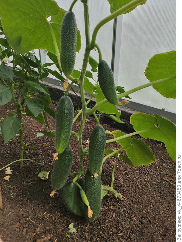 Детки на ветке