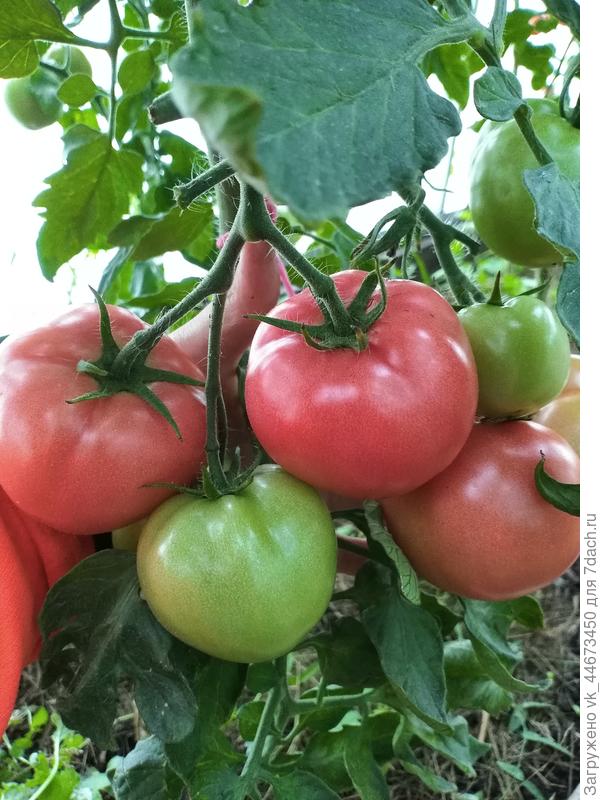 Катя розовая