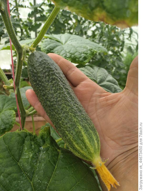 Чудо Хрустик