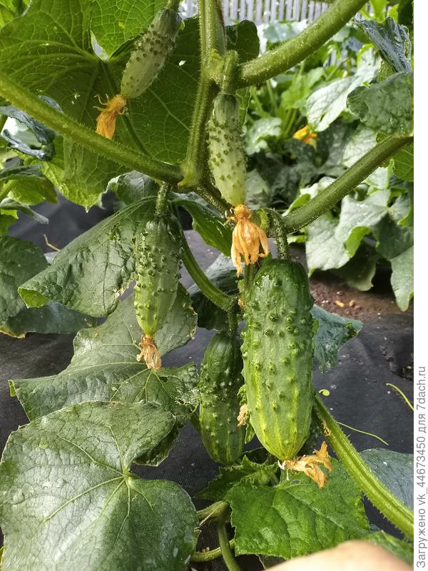 Сын сам садил, сказал сам и есть буду)))