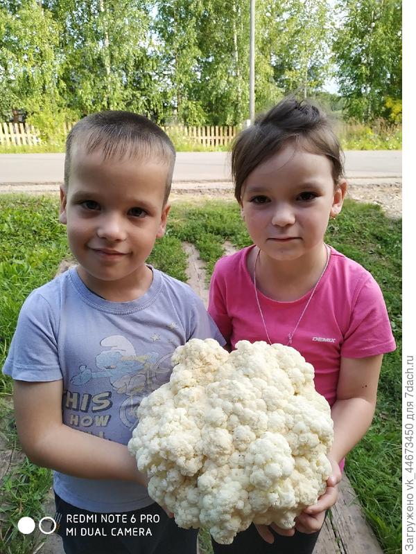 Кудрявая голова