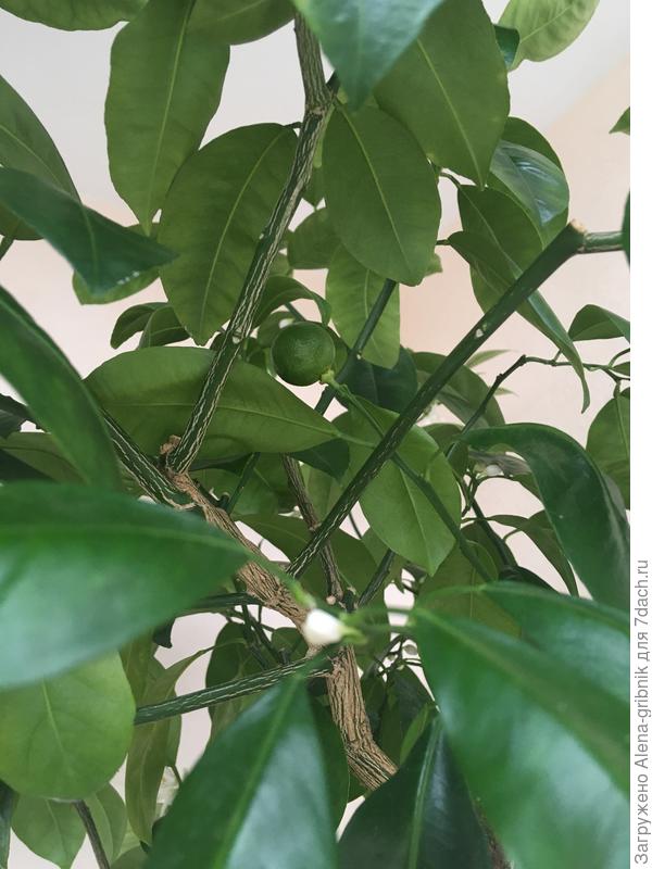 Плодик от весеннего цветка