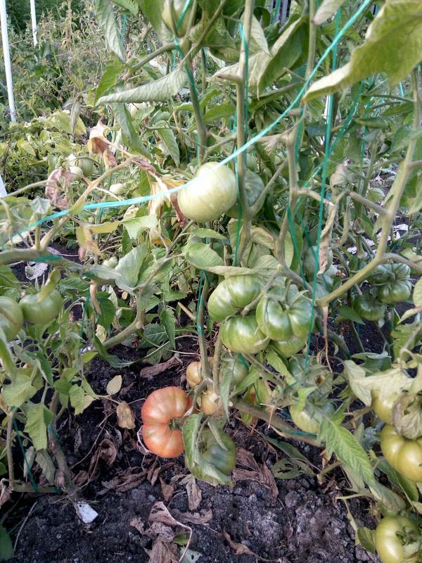 мои кустики