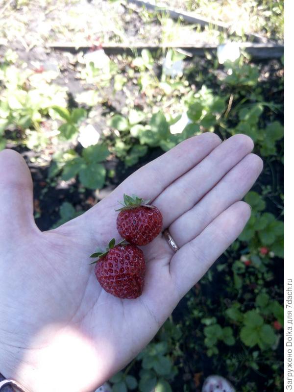 сорт мице Шиндлер. Она же Кити Шиндлер