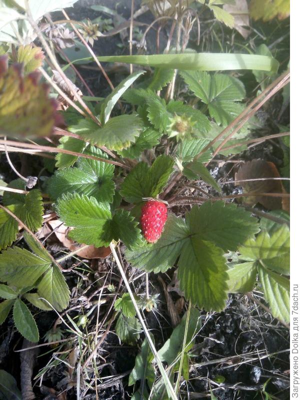 Нашла одну спелую ягодку на весь огород. Земляничка не хочет спеть.Интересно почему? может потому, что на календаре начало ноября?