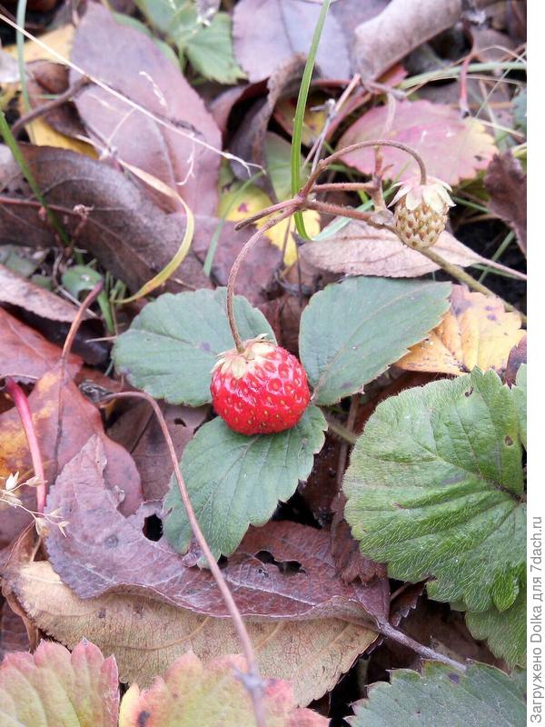 вот и осень наступила. дата съемки 12.10.2018.Клубника думает что еще лето)