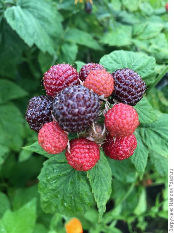 черная малина